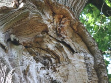Split tree trunk