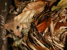 Dormouse in nest